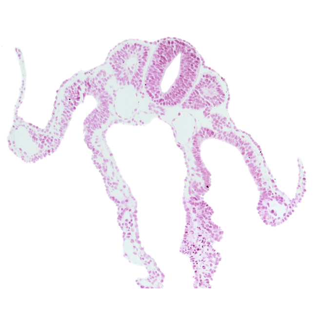 dermatomyotome 8 (C-4), dorsal aorta, intermediate mesenchyme, left umbilical vein, midgut, notochord, peritoneal cavity (coelom), right umbilical vein, sclerotome, somitocoel 8, umbilical vesicle cavity