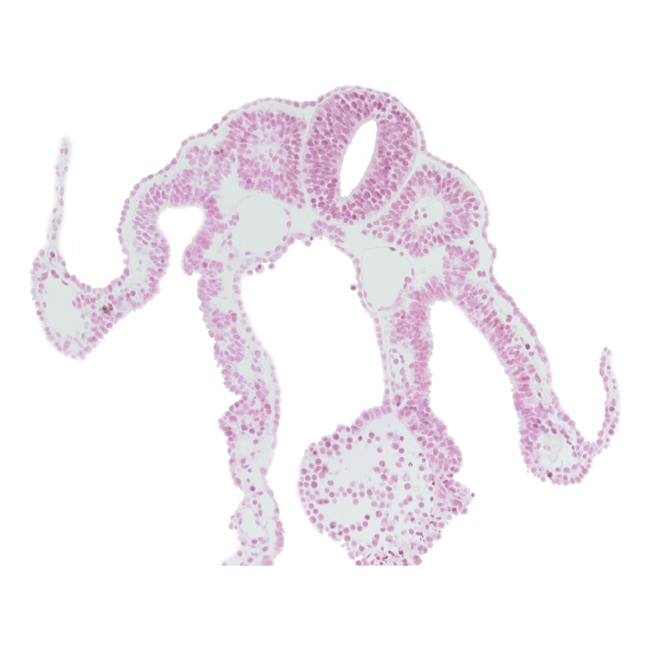 dermatomyotome 9 (C-5), endoderm, intermediate mesenchyme, notochord, sclerotome, somitocoel 9, umbilical vesicle cavity