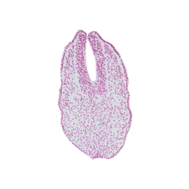 caudal eminence, caudal part of neural plate, gastrulation (primitive) streak, neural fold, paraxial mesoderm