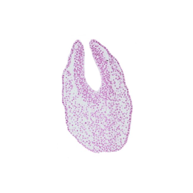 caudal neuropore, gastrulation (primitive) streak, neural fold, neural plate, paraxial mesoderm