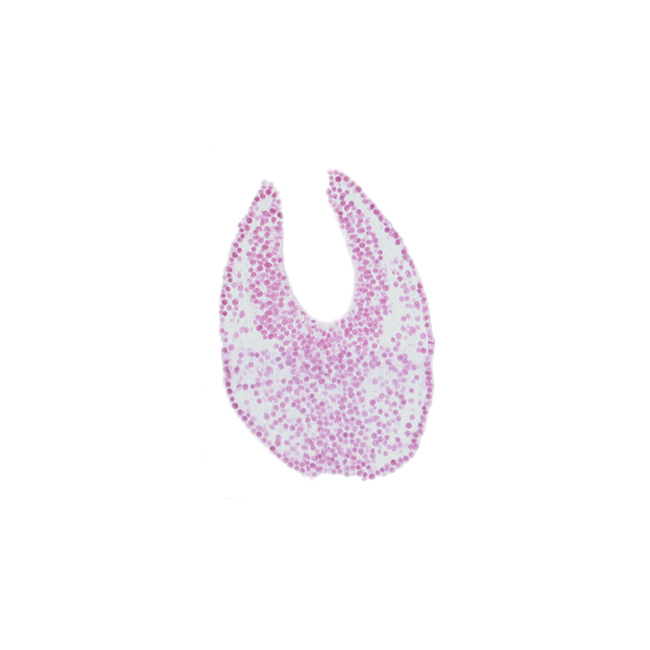caudal eminence, caudal neuropore, gastrulation (primitive) streak, neural fold, neural groove, neural plate, paraxial mesoderm, surface ectoderm