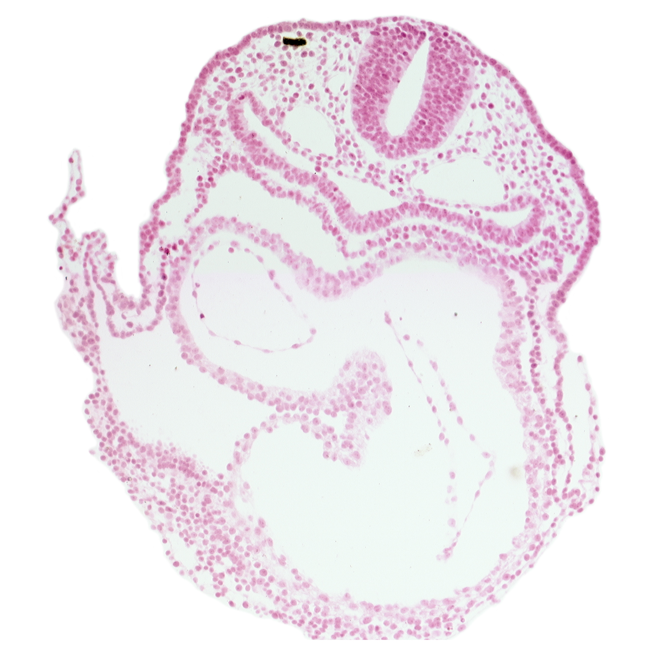 atrioventricular canal, caudal part of respiratory primordium, left atrium, left ventricle, rhombencephalon (Rh. 7), right atrium, vagal neural crest (CN X)