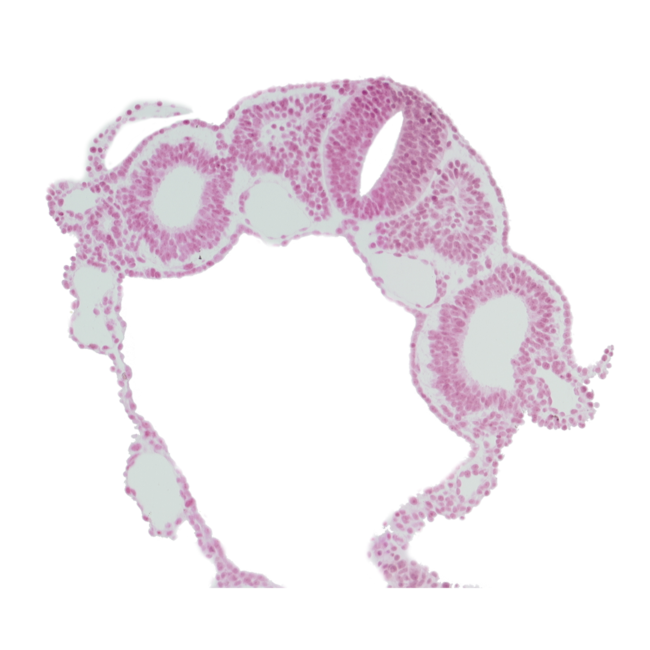 amnion attachment, amniotic cavity, dermatomyotome 4 (O-4) , dorsal aorta, left umbilical vein, left vitelline (omphalomesenteric) vein, notochord, peritoneal cavity (coelom), right umbilical vein, right vitelline (omphalomesenteric) vein