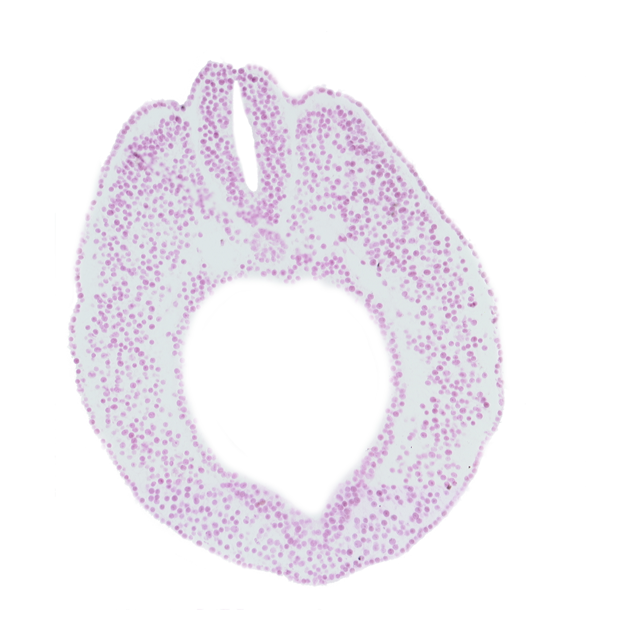 caudal edge of neural tube, cloacal part of hindgut, dorsal aorta plexus, endoderm, lateral mesoderm, lumen of neural tube, notochord, paraxial mesoderm, surface ectoderm