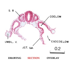 Slice D section