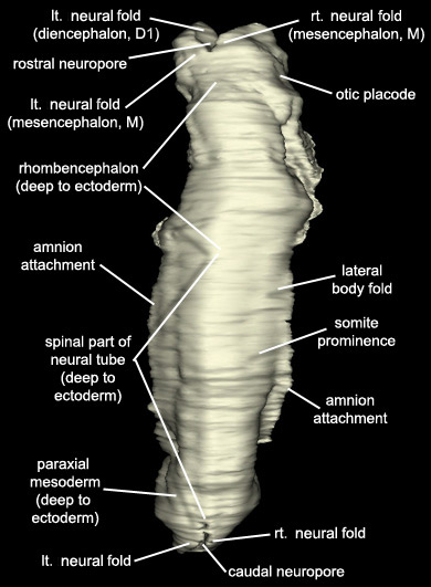 Embryo - Dorsal