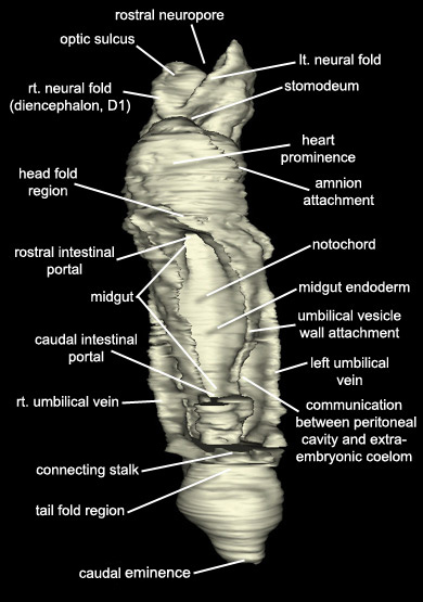 Embryo - Ventral