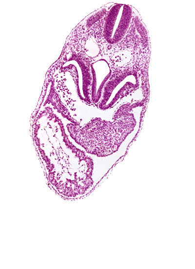 cardiac jelly, common ventricle, dermatomyotome 5 (C-1), dorsal aorta, endocardium, epimyocardium, floor plate, foregut, junction of left sinus horn and postcardinal vein, left horn of sinus venosus, left ventricle, notochord, pericardial cavity, pericardioperitoneal canal (pleural cavity), respiratory primordium, right horn of sinus venosus, right ventricle, roof plate, sclerotome, septum transversum, sinus venosus, somitocoel, spinal cord, sulcus limitans