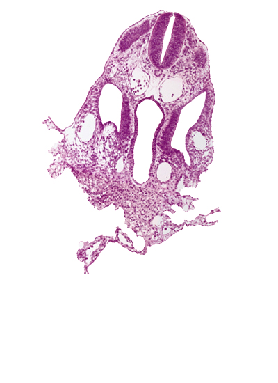 amnion attachment, dermatomyotome 7 (C-3), dorsal aorta, extra-embryonic coelom, left umbilical vein, mesothelium of umbilical vesicle, midgut, notochord, right umbilical vein, septum transversum, splanchnopleuric mesoderm, umbilical vesicle wall