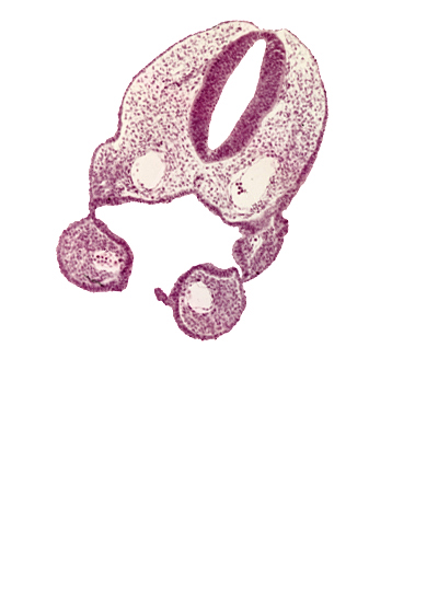 aortic arch 2, dorsal aorta, ectodermal ring, glossopharyngeal neural crest (CN IX), notochord, pharyngeal arch 1, pharyngeal arch 2, pharyngeal groove 1, pharyngeal groove 2, pharyngeal membrane 1, pharynx, remnant of oropharyngeal membrane, rhombencephalon (Rh. 6), rhombencoel (fourth ventricle), stomodeum