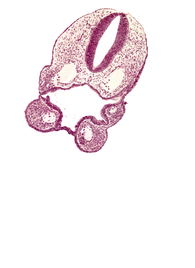 aortic arch 1, aortic arch 2, caudal part of oropharyngeal membrane, ectoderm, ectodermal ring, endoderm, floor plate, junction of aortic arch 2 and dorsal aorta, notochord, pharyngeal groove 1, pharyngeal membrane 2, pharyngeal pouch 1, pharyngeal pouch 2, pharynx, rhombencephalon (Rh. 6), rhombencephalon (Rh. 7), roof plate, stomodeum