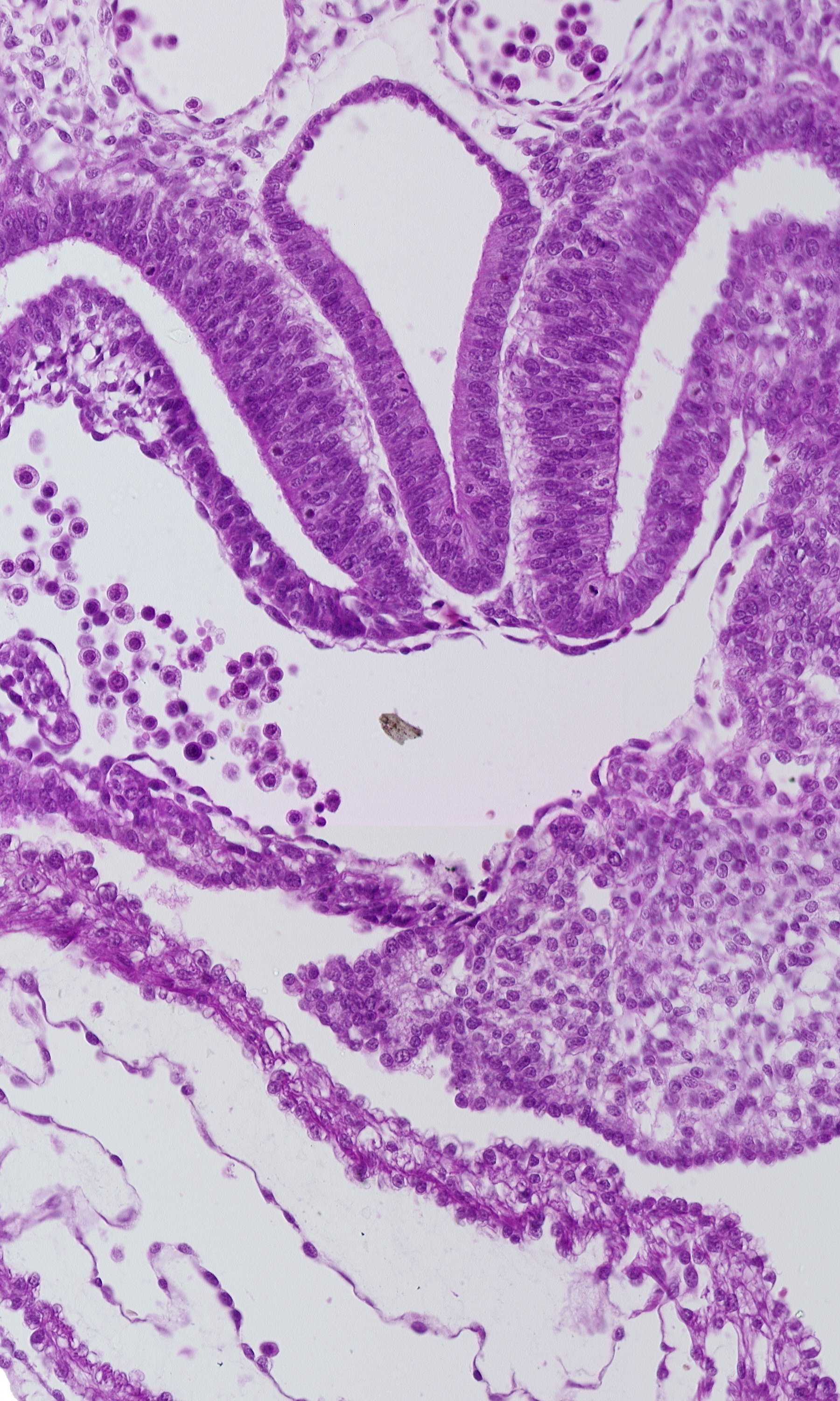 common ventricle, dermatomyotome 5 (C-1), dorsal aorta, foregut, left ventricle, pericardial cavity, pericardial sac, pericardioperitoneal canal (pleural cavity), precardinal vein, respiratory primordium, right horn of sinus venosus, sclerotome, septum transversum, sinus venosus, spinal part of neural tube lumen, surface ectoderm