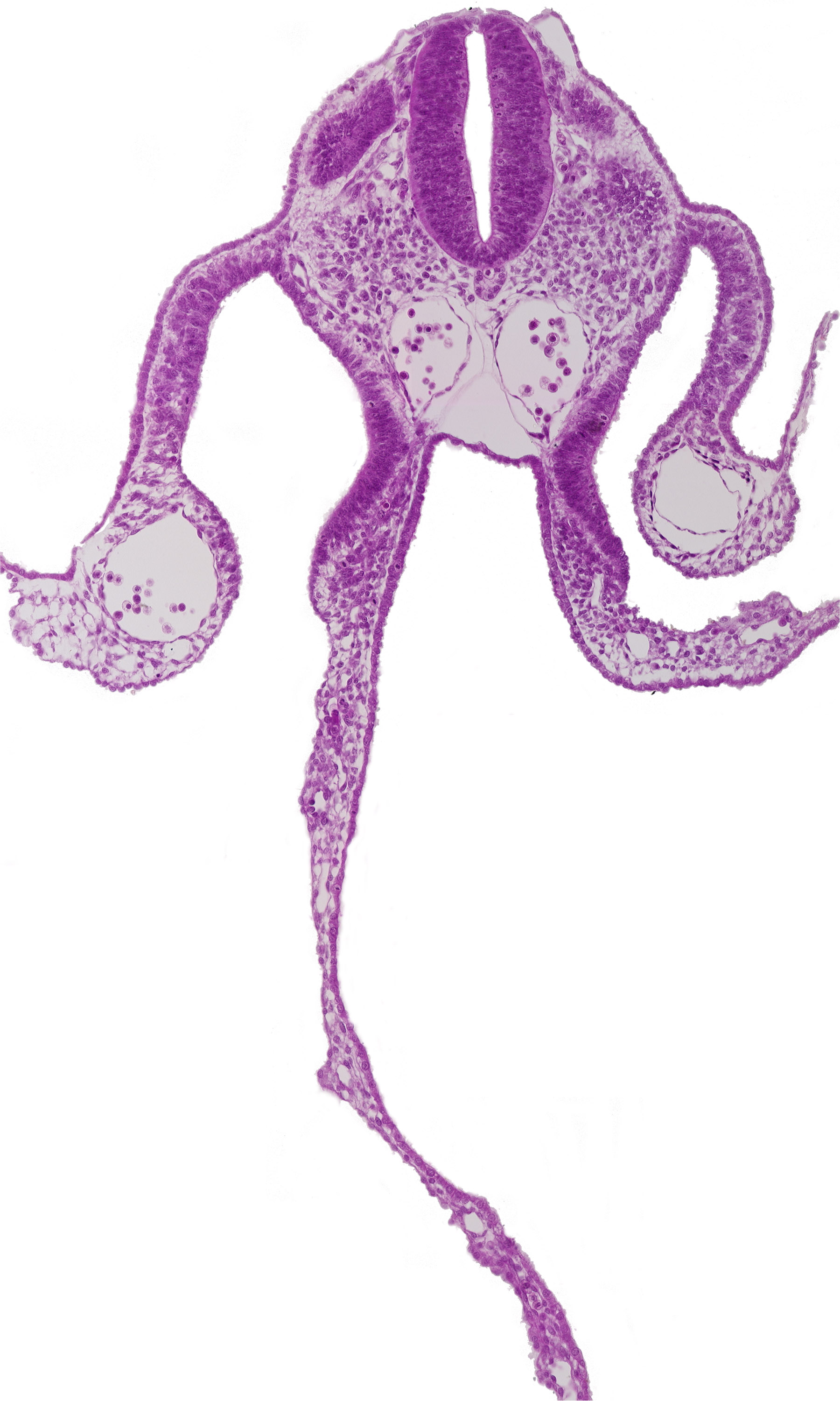 amnion attachment, caudal edge of dermatomyotome 8 (C-4), left umbilical vein, mesothelium of peritoneal cavity, mesothelium of umbilical vesicle, midgut, notochord, right umbilical vein, umbilical venous plexus in umbilical vesicle wall