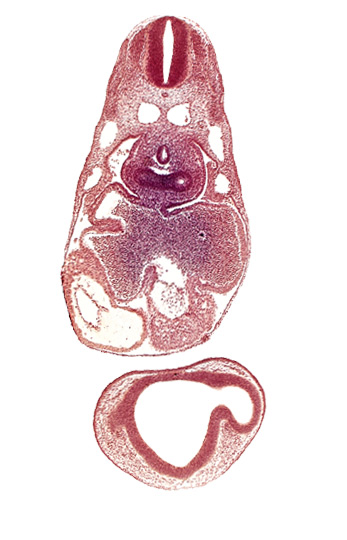 common atrioventricular canal, common cardinal vein, dermatomyotome 7 (C-3), epimyocardium, esophagus primordium, intraretinal space (optic vesicle cavity), left atrium, left lung bud, notochord, pericardial cavity, pericardioperitoneal canal (pleural cavity), postcardinal vein, primary interatrial septum (septum primum), prosencoel (third ventricle), right atrium, right lung bud, sinus venosus, ventral thalamus (diencephalon)