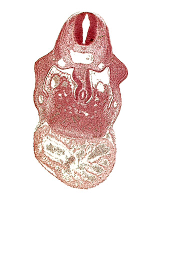 anterior interventricular sulcus, cephalic edge of septum tranversum, coelomic cavity, dermatomyotome 8 (C-4), dorsal mesogastrium, endocardium, hepatic lamina(e), hepatic sinusoid, hepatocardiac vein, notochord, postcardinal vein, primary interventricular foramen, right umbilical vein, stomach primordium, united dorsal aortas, upper limb bud, ventral mesogastrium