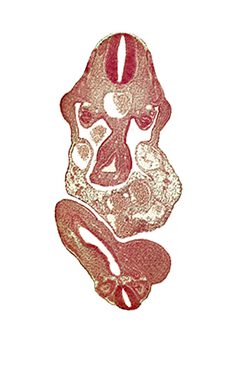 allantois, aorta, caudal eminence, cloaca, dermatomyotome 11 (C-7), junction of midgut and omphalo-enteric duct, lower limb bud, mesonephric duct, mesonephric tubule(s), neural canal, postcardinal vein, right umbilical vein, somite 29 (L-5), somite 30 (S-1), subcardinal vein