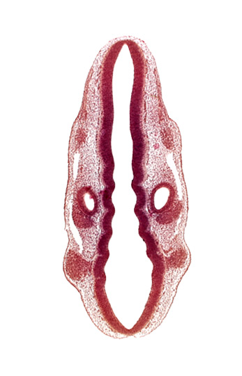 dermatomyotome 1 (O-1), dermatomyotome 2 (O-2) , marginal layer, otic vesicle, primary head vein, primordium of facial and vestibulocochlear nerves (CN VII and CN VIII), primordium of glossopharyngeal nerve (CN IX), rhombencoel (fourth ventricle), rhombomere 2, rhombomere 4, rhombomere 5, rhombomere 6, rhombomere 7, root of trigeminal nerve (CN V)