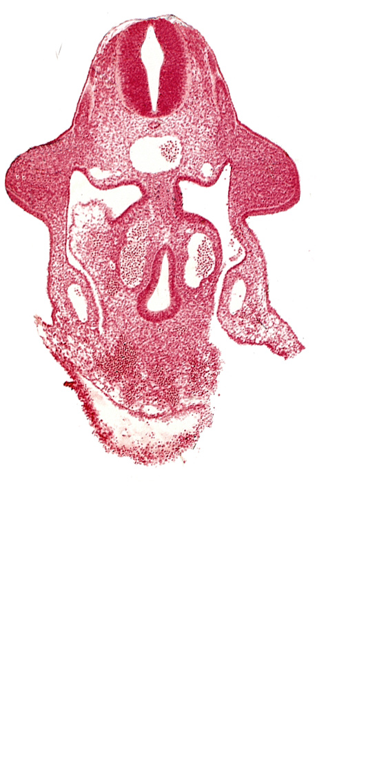 amnion attachment, aorta, apical ectodermal ridge, dermatomyotome 9 (C-5), duodenum primordium, hepatic antrum, marginal layer, neural tube, notochord, postcardinal vein, sulcus limitans, upper limb bud