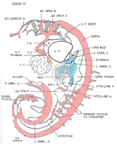 Arteries