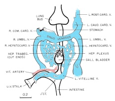 Hepatic Veins