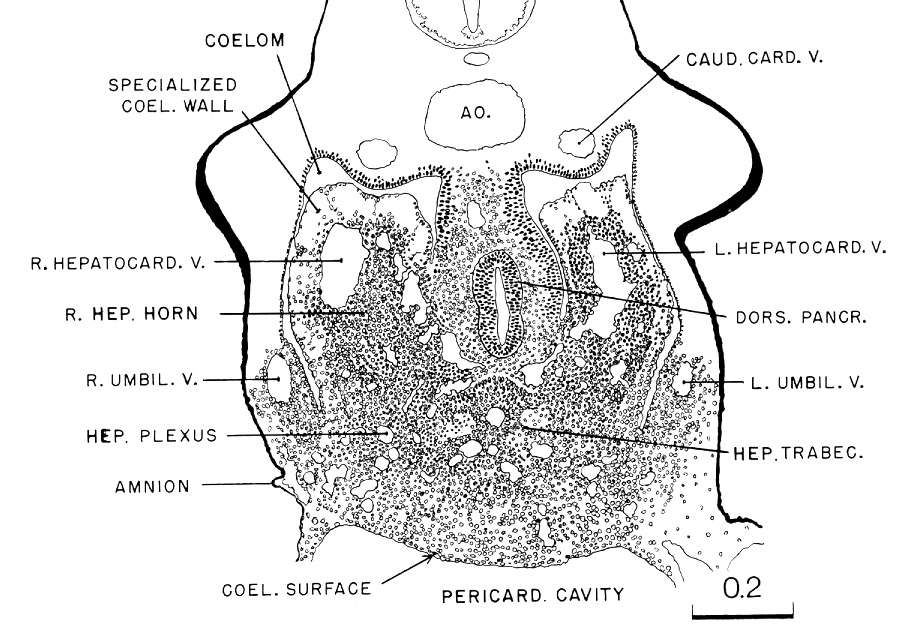 Liver - Drawing