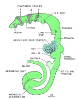 Digestive epithelium