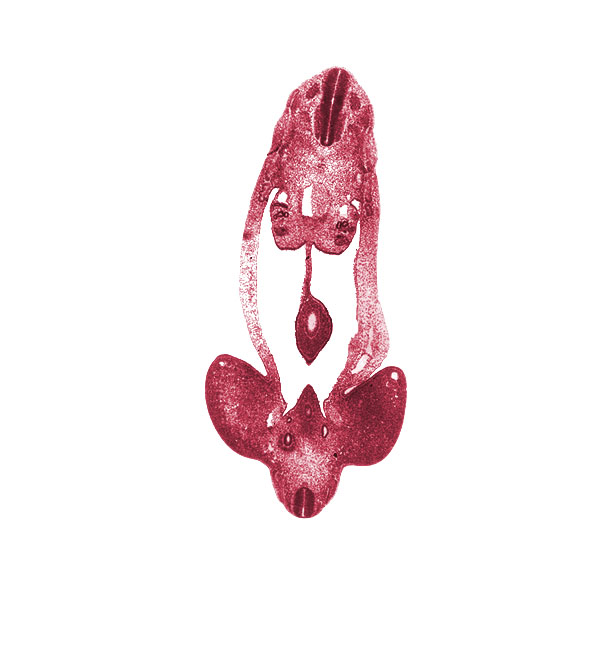 L-5 / S-1 interganglion region, T-4 spinal ganglion, abdominal wall, aorta, cecum of midgut, common iliac artery, dermatome, dorsal mesentery, edge of left umbilical vein, gonadal ridge, hindgut, internal iliac artery, junction of mesonephric duct and metanephric diverticulum, lower limb, marginal vein, mesonephric duct, metanephric diverticulum, myotome, notochord, peritoneal cavity, postcardinal vein, sclerotome