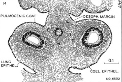 Section through the pulmonary region - Drawing