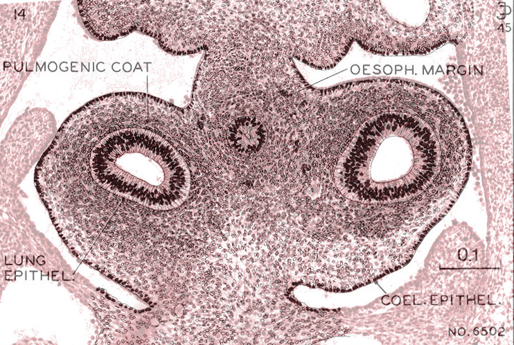 Section through the pulmonary region - Overlay