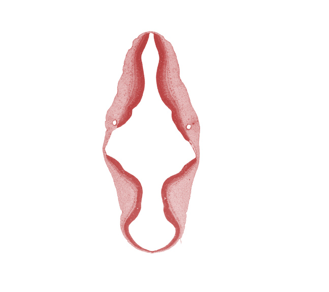 alar plate(s), artifact separation(s), basal plate, cephalic edge of vestibular part of otic vesicle, endolymphatic duct, isthmus of rhombencephalon, mesencoel (cerebral aqueduct), rhombencoel (fourth ventricle), roof plate, sulcus limitans, vascular plexus