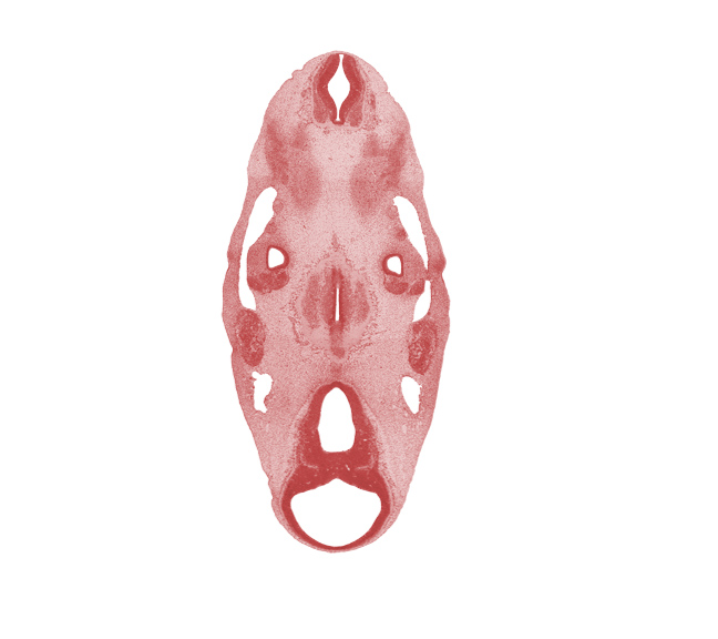 alar plate(s), basal plate, basilar artery, cephalic edge of C-1 spinal ganglion, cochlear part of otic vesicle, cochlear part of vestibulocochlear ganglion (CN VIII), floor plate, geniculate ganglion (CN VII), hypothalamus, median sulcus, median sulcus in floor of rhombencoel (fourth ventricle), median sulcus in floor of third ventricle, mesencephalon (M1), mesencoel (cerebral aqueduct), metencephalon, motor root of trigeminal nerve (CN V), oculomotor nerve (CN III), parachordal condensation, pons region (metencephalon), primary head vein, roof plate, subthalamus, sulcus limitans, third ventricle, trochlear nerve (CN IV)