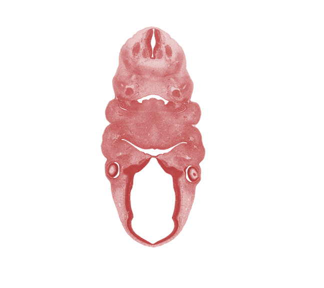 C-2 spinal ganglion, anterior dural venous plexus, caudal edge of adenohypophysial pouch, edge of lens vesicle, epithalamus, glossopharyngeal nerve (CN IX), hypoglossal nerve (CN XII), inferior ganglion of vagus nerve (CN X), intermediate zone, intraretinal space (optic vesicle cavity), lateral lingual swelling of tongue, mandibular nerve (CN V₃), marginal zone, maxillary prominence of pharyngeal arch 1, notochord, optic chiasma (chiasmatic plate), optic cup cavity, optic groove, optic stalk (CN II), oronasal cavity, pharyngeal groove 1, pharyngeal pouch 2, precartilage condensation of pharyngeal arch 2, premuscle mass of tongue, spinal accessory nerve (CN XI), sympathetic trunk, ventricular zone