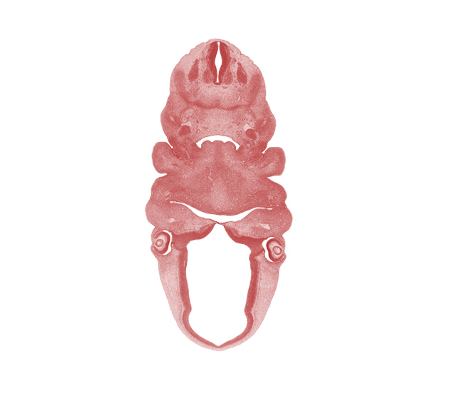 C-2 spinal ganglion, aortic arch 3, auricular hillock, caudal edge of pharyngeal pouch 2, closing membrane between pharyngeal groove 2 and pharyngeal pouch 2, dorsal fasciculus, epithalamus, hypoglossal nerve (CN XII), internal carotid artery, intraretinal space (optic vesicle cavity), lateral lingual swelling of tongue, lens vesicle, marginal ridge, optic chiasma (chiasmatic plate), optic cup cavity, optic groove, optic stalk (CN II), oronasal cavity, pharyngeal groove 1, premuscle mass of tongue, primordial meninx, surface ectoderm, sympathetic trunk, vertebral artery