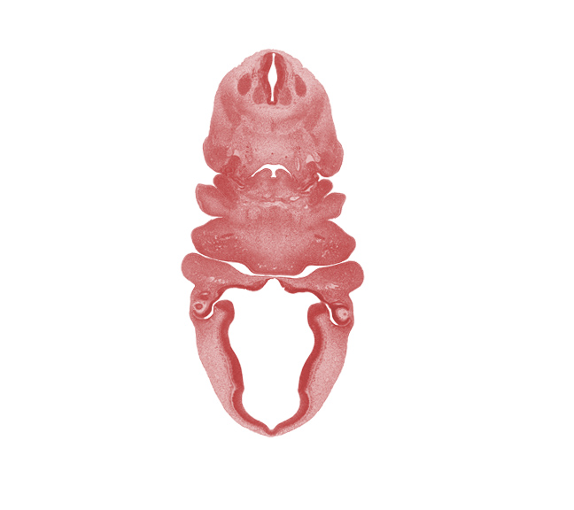 C-3 spinal ganglion, aortic arch 4, bilobed thyroid gland, central canal, epithalamus, head mesenchyme, inferior ganglion of vagus nerve (CN X), intraretinal space (optic vesicle cavity), junction of aortic arch 4 and carotid duct, laryngeal pharynx, lateral lingual swelling of tongue, maxillary prominence of pharyngeal arch 1, optic cup cavity, oral fissure, oronasal cavity, pharyngeal arch 1, pharyngeal arch 2, pharyngeal arch 4, pineal bud, precartilage condensation of pharyngeal arch 1 (Meckel), primordial meninx, sympathetic trunk, vascular plexus, ventral part of pharyngeal pouch 3 becomes thymus gland