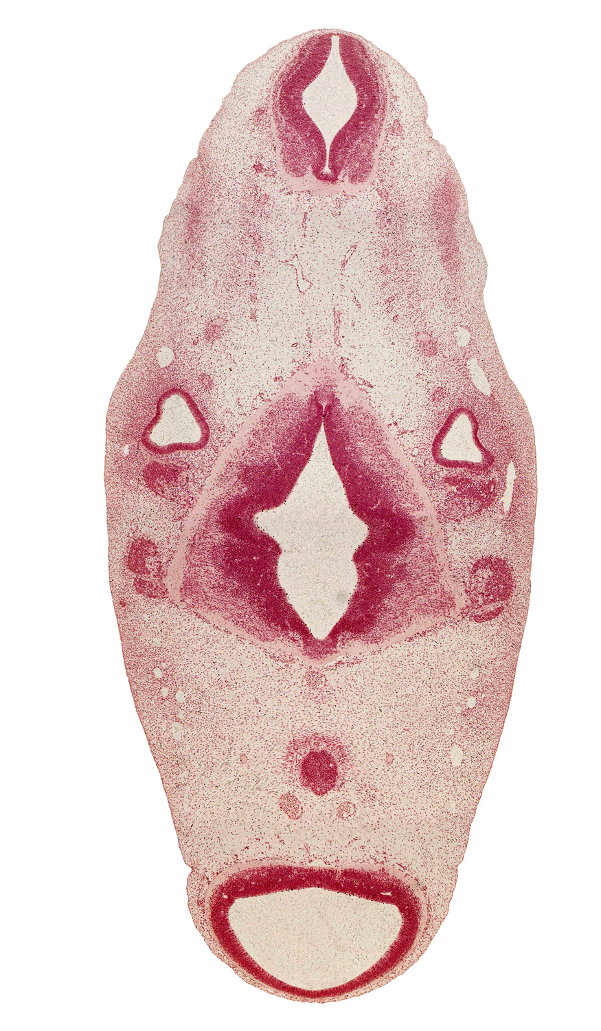 accessory nerve (CN XI), anterior dural venous plexus, basilar artery, central canal, edge of third ventricle, facial nerve (CN VII), glossopharyngeal nerve (CN IX), mamillary region of diencephalon, mesencephalic artery, mesencephalon (M1), mesencoel (cerebral aqueduct), metencephalon, myelencephalon, posterior cerebral artery, primary head vein, rhombencoel (fourth ventricle), rhombomere 2, rhombomere 3, rhombomere 4, root of hypoglossal nerve (CN XII), vascular plexus, vertebral artery, vestibulocochlear nerve (CN VIII)