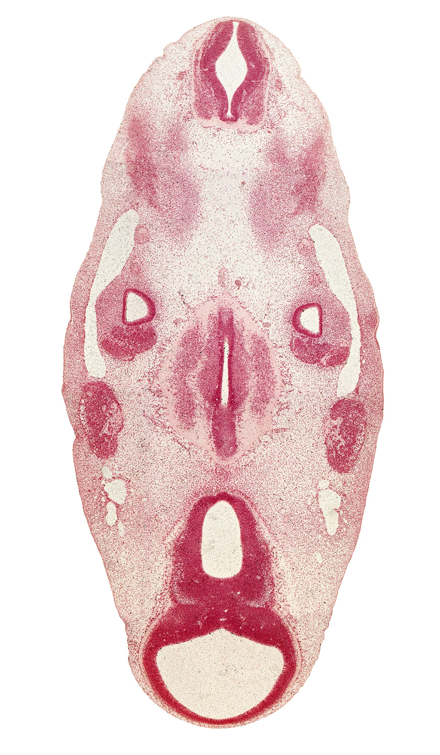 alar plate(s), basal plate, basilar artery, cephalic edge of C-1 spinal ganglion, cochlear part of otic vesicle, cochlear part of vestibulocochlear ganglion (CN VIII), floor plate, geniculate ganglion (CN VII), hypothalamus, median sulcus, median sulcus in floor of rhombencoel (fourth ventricle), median sulcus in floor of third ventricle, mesencephalon (M1), mesencoel (cerebral aqueduct), metencephalon, motor root of trigeminal nerve (CN V), oculomotor nerve (CN III), parachordal condensation, pons region (metencephalon), primary head vein, roof plate, subthalamus, sulcus limitans, third ventricle, trochlear nerve (CN IV)