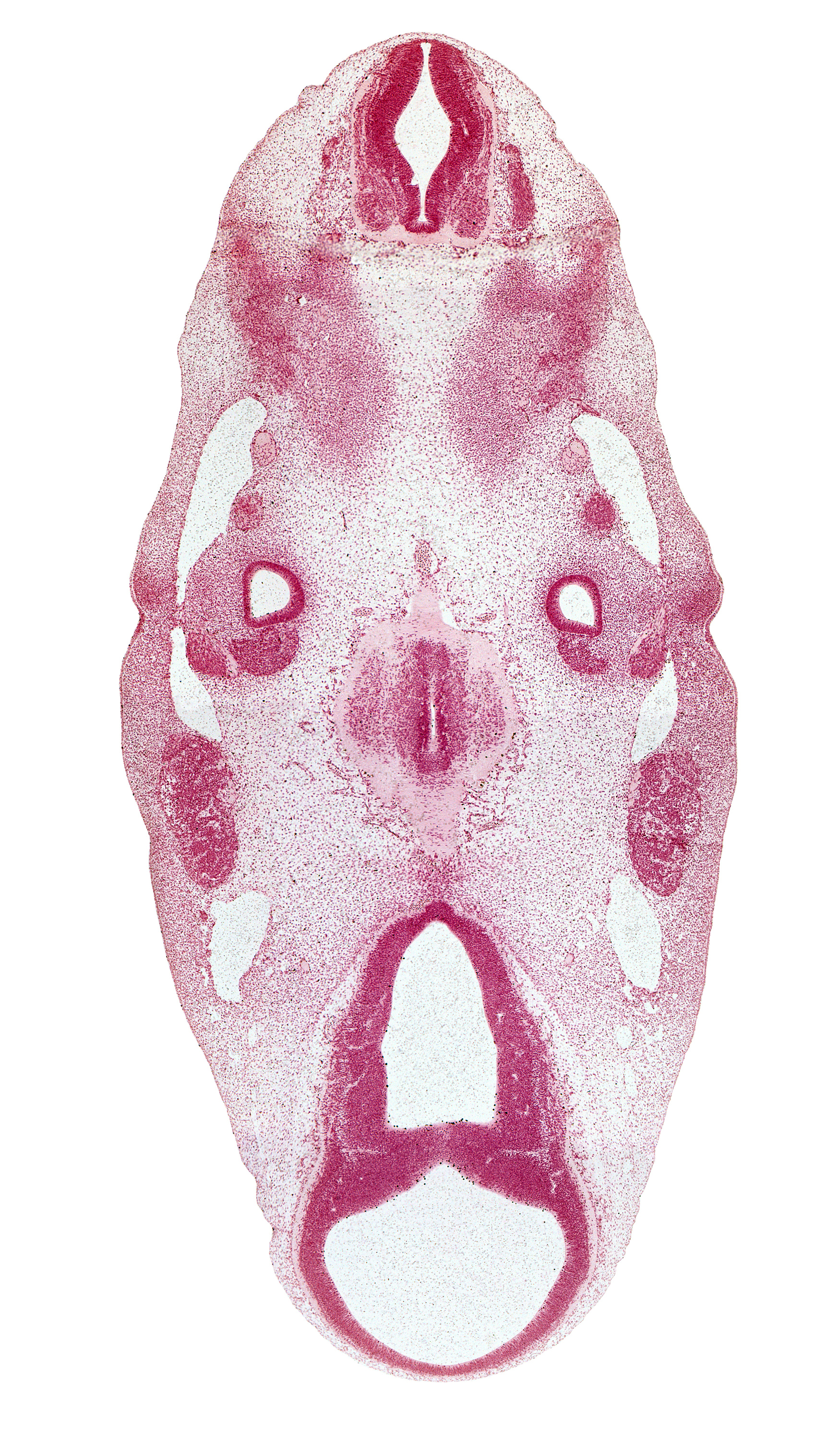 C-1 spinal ganglion, accessory nerve (CN XI), alar plate(s), basal plate, basilar artery, cervical myotome, cochlear part of otic vesicle, diencephalon, floor plate, junction of mesencoel and third ventricle, mesencephalon, mesencoel (cerebral aqueduct), neurohypophyseal bud, primary head vein, roof plate, root of hypoglossal nerve (CN XII), sulcus limitans, third ventricle, vagus nerve (CN X), ventral part of pons region (metencephalon)