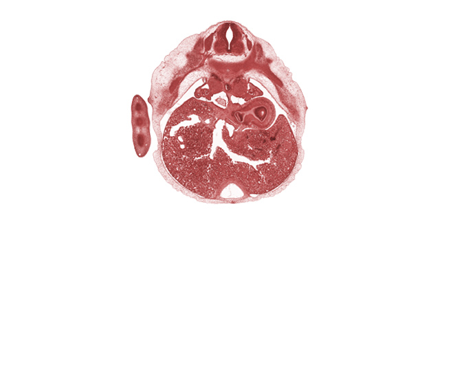 T-6 spinal ganglion, edge of pericardial cavity, edge of right lung, efferent hepatic veins, esophagus endoderm, fundus of stomach (endoderm), junction of ductus venosus and inferior vena cava, lateral coelomic bay, notochord, rib 7, septum transversum