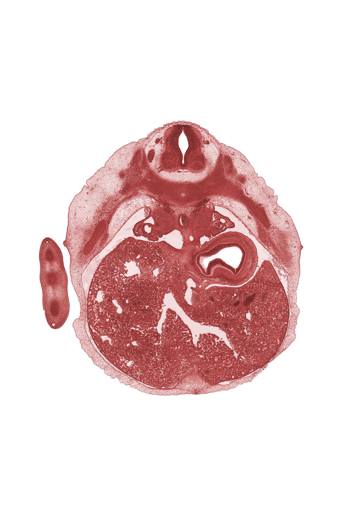 T-6 / T-7 interganglion region, ductus venosus, efferent hepatic vein, fundus of stomach, hand ray, hepatic sinusoid, junction of esophagus and stomach, neural arch, rib 7, septum transversum, suprarenal gland, sympathetic trunk