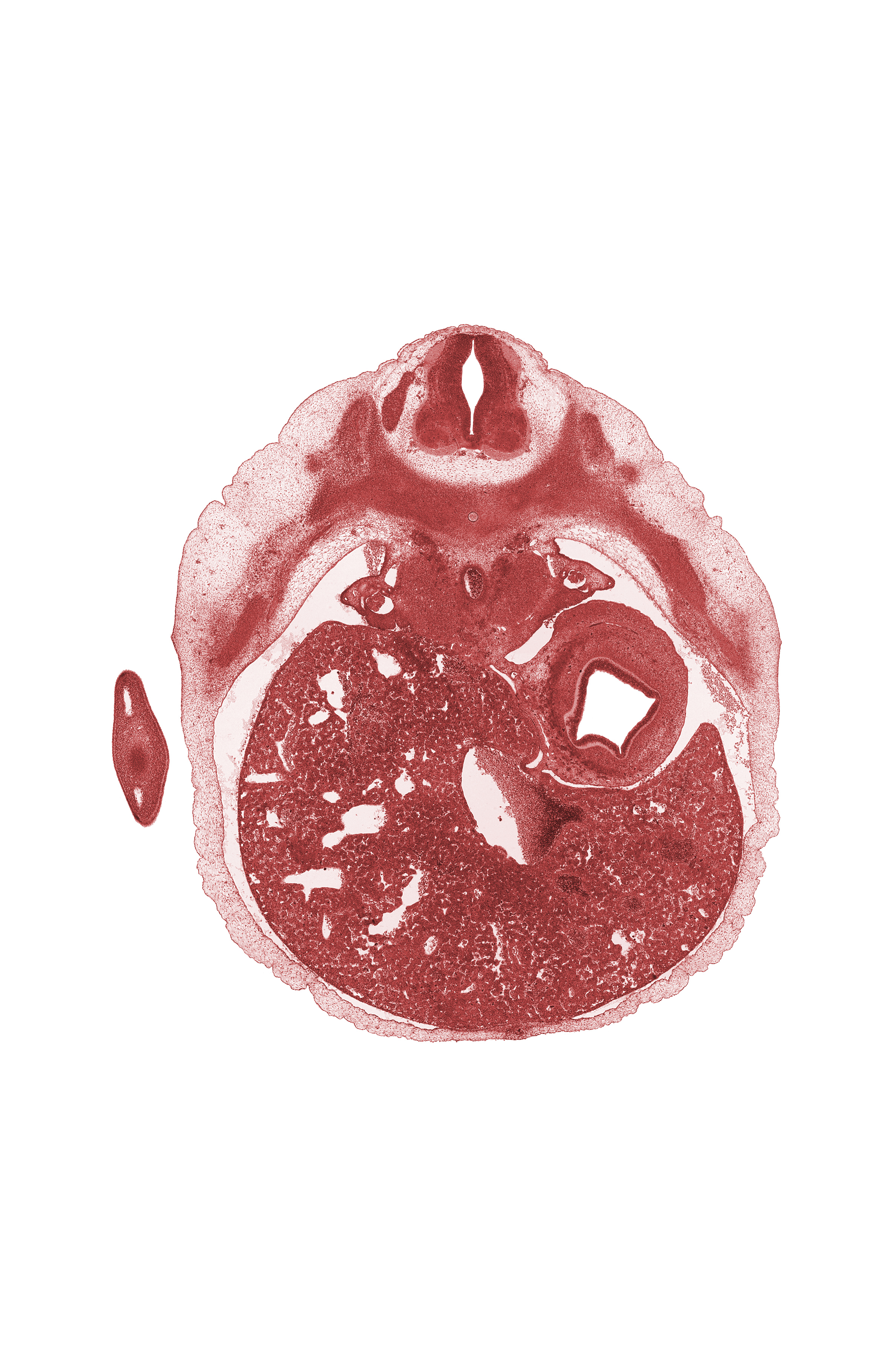 T-7 / T-8 interganglion region, aorta, ductus venosus, hepatic sinusoid, marginal vein, mesonephric duct, rib 8, sympathetic trunk, wall of stomach