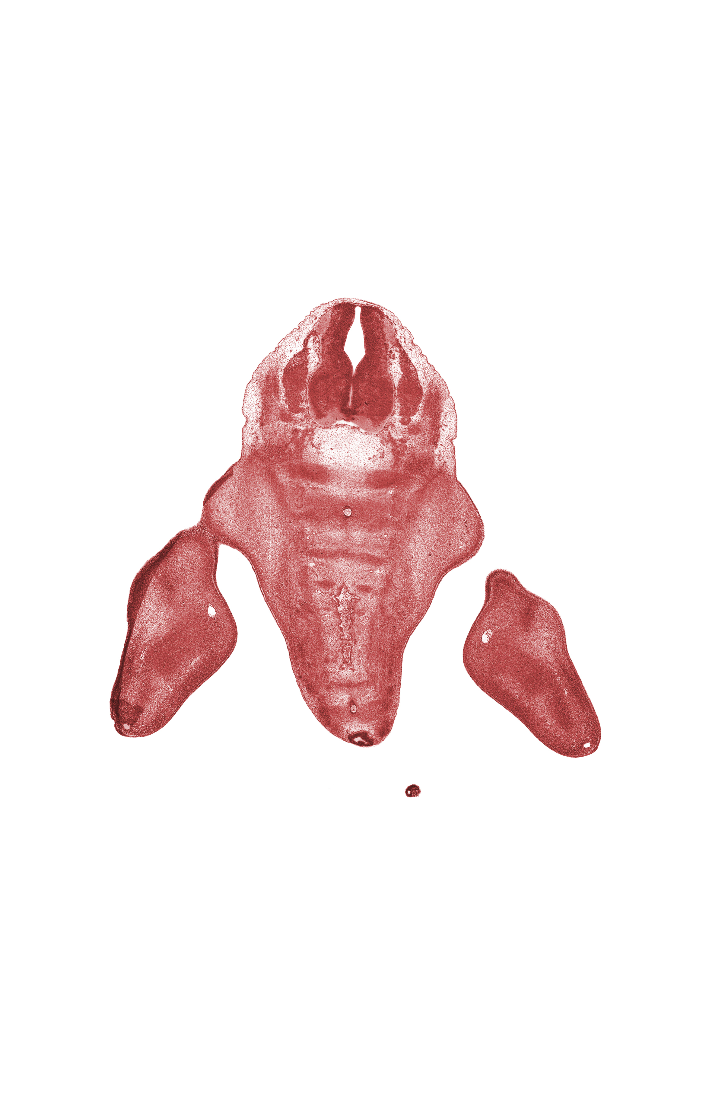 L-5 spinal ganglion, edge of caudal eminence, filum terminale, foot ray(s), median sacral artery, notochord