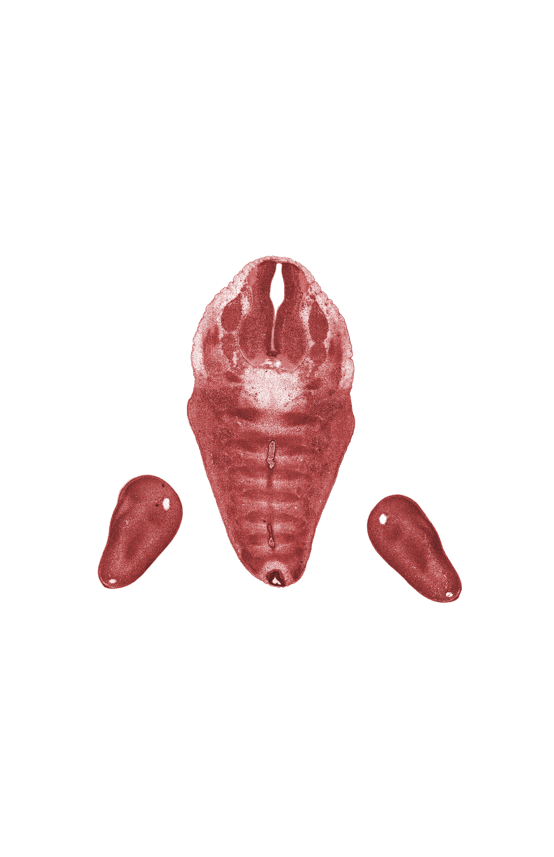 L-5 spinal ganglion, S-1 spinal ganglion, filum terminale, foot ray(s), foot region, marginal vein, notochord, vascular plexus