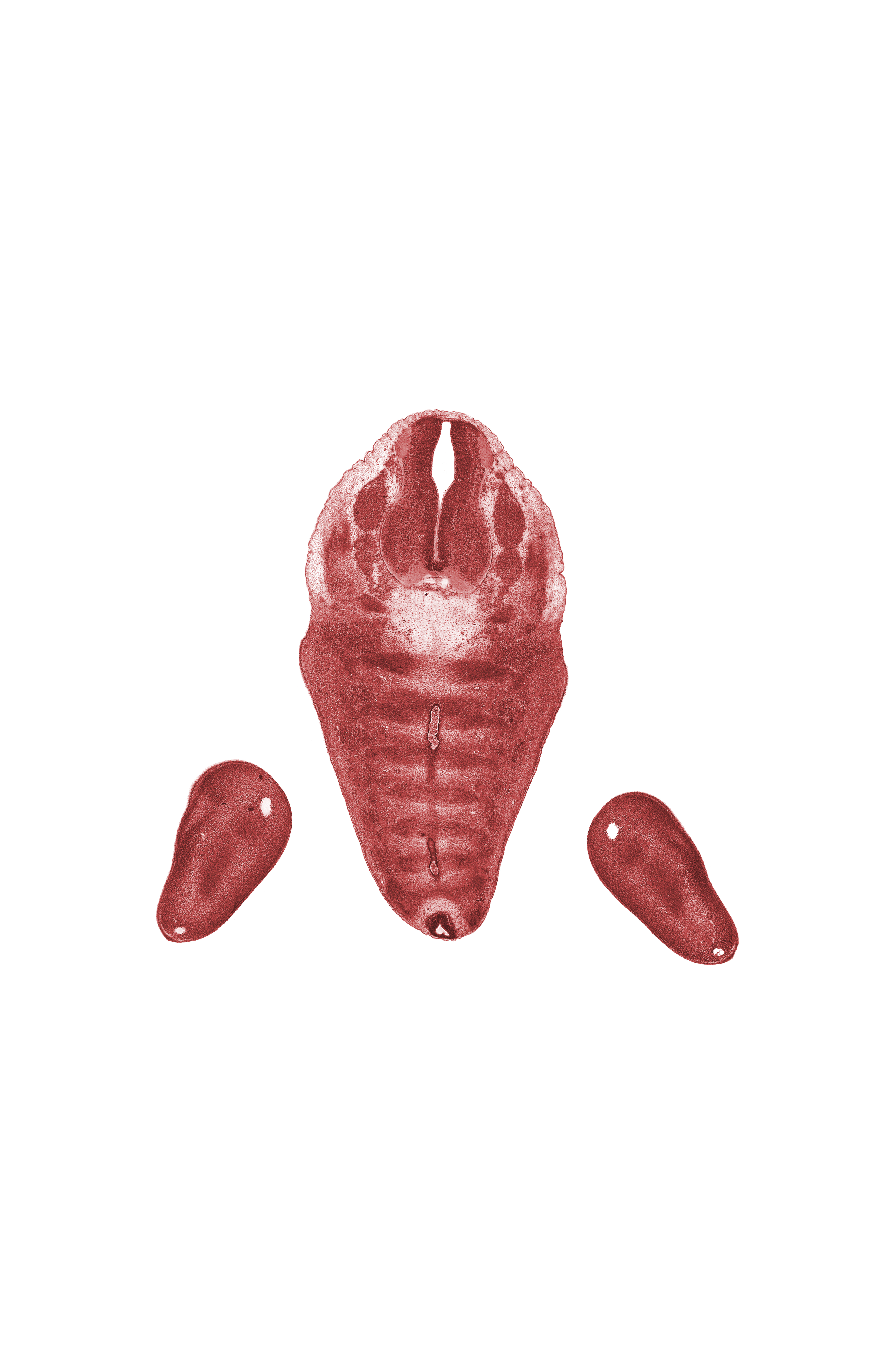 L-5 spinal ganglion, S-1 spinal ganglion, filum terminale, foot ray(s), foot region, marginal vein, notochord, vascular plexus