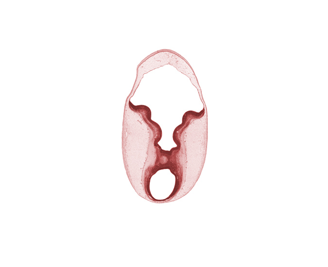 alar plate of metencephalon (cerebellum), cerebral aqueduct (mesencoel), cerebral peduncle, commissure, osteogenic layer, rhombencoel (fourth ventricle), roof of rhombencoel (fourth ventricle), sulcus limitans, surface ectoderm, tectum of mesencephalon, tegmentum of mesencephalon, trochlear nerve (CN IV)