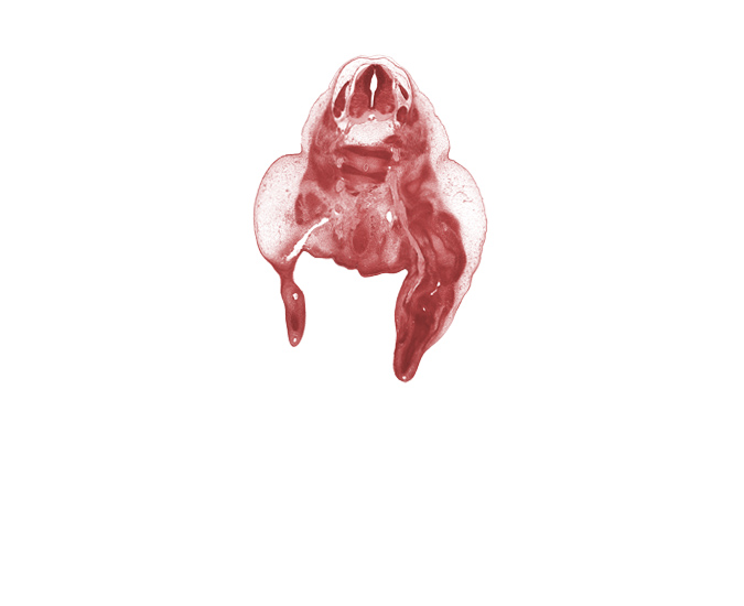 L-3 spinal ganglion, L-4 spinal ganglion, L-4 spinal nerve, L-5 / S-1 intervertebral disc, L-5 ventral primary ramus, S-1 / S-2 intervertebral region, S-1 ventral primary ramus, alar plate(s), basal plate, blastema of metatarsal, blastemata of posterior thigh muscles, central vein of thigh, floor plate, foot, labial swelling, marginal vein, notochord, rectum, roof plate, sciatic nerve, sulcus limitans, tibial nerve, urethral fold, urethral groove