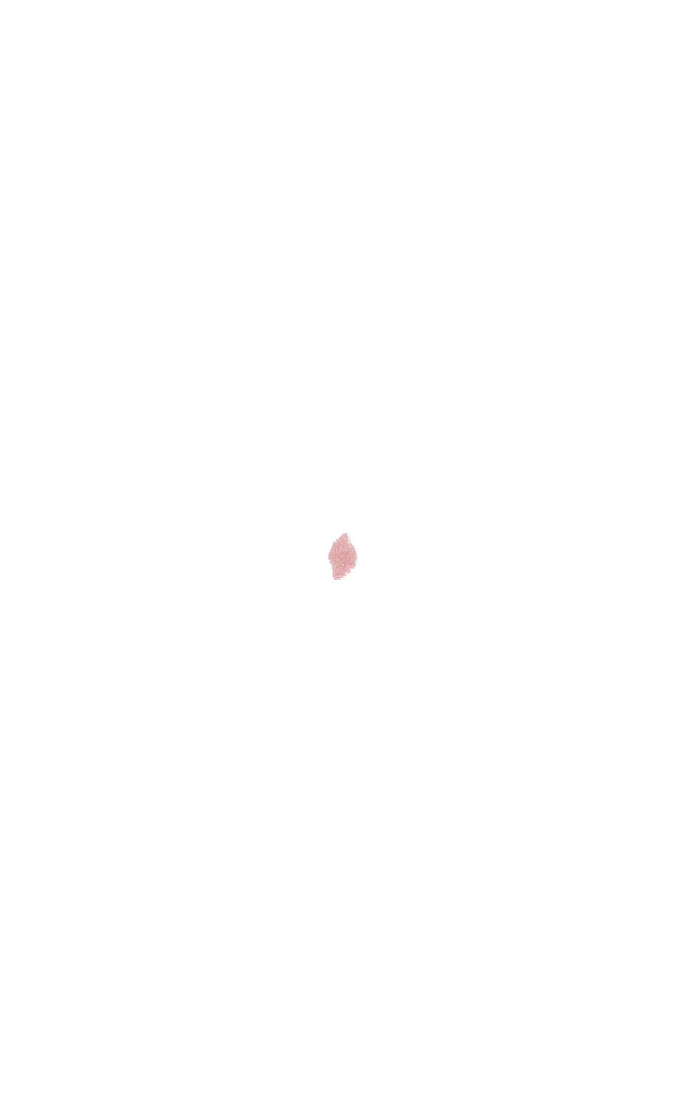 tangential section through surface ectoderm