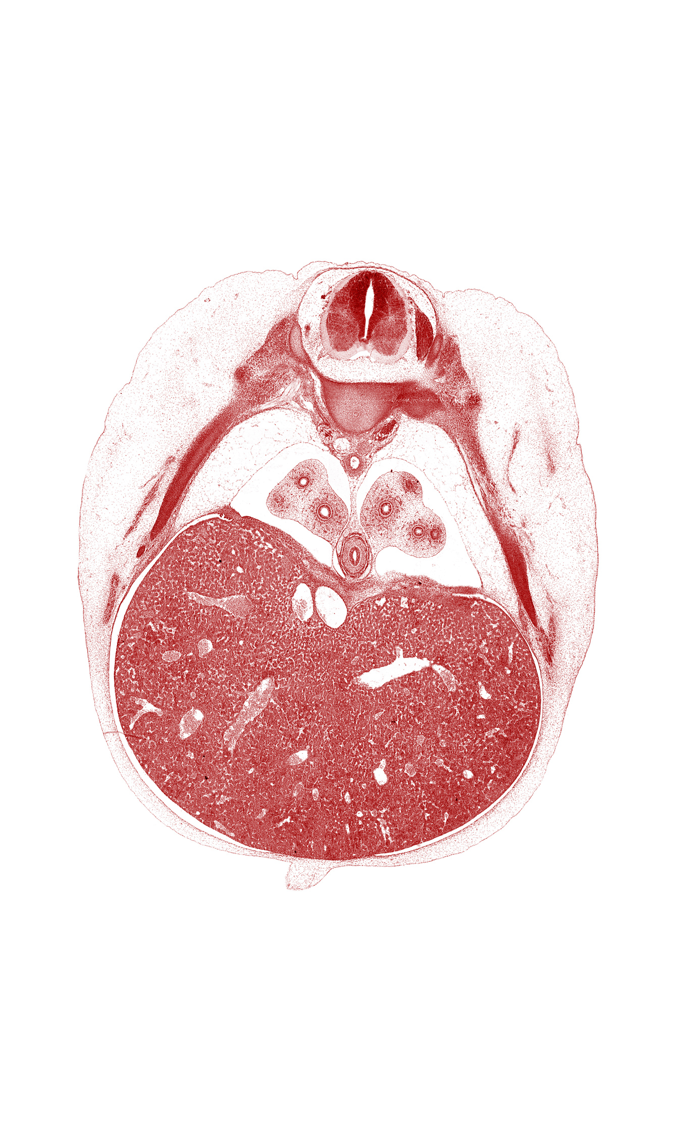 T-7 intercostal nerve, T-7 spinal ganglion, aorta, ductus venosus, esophagus endoderm, head of rib 8, hepatic sinusoid, inferior vena cava, left lobe of liver, lower lobe of left lung, lower lobe of right lung, pleuroperitoneal membrane, pulmogenic coat, rib 8, right lobe of liver, umbilical cord