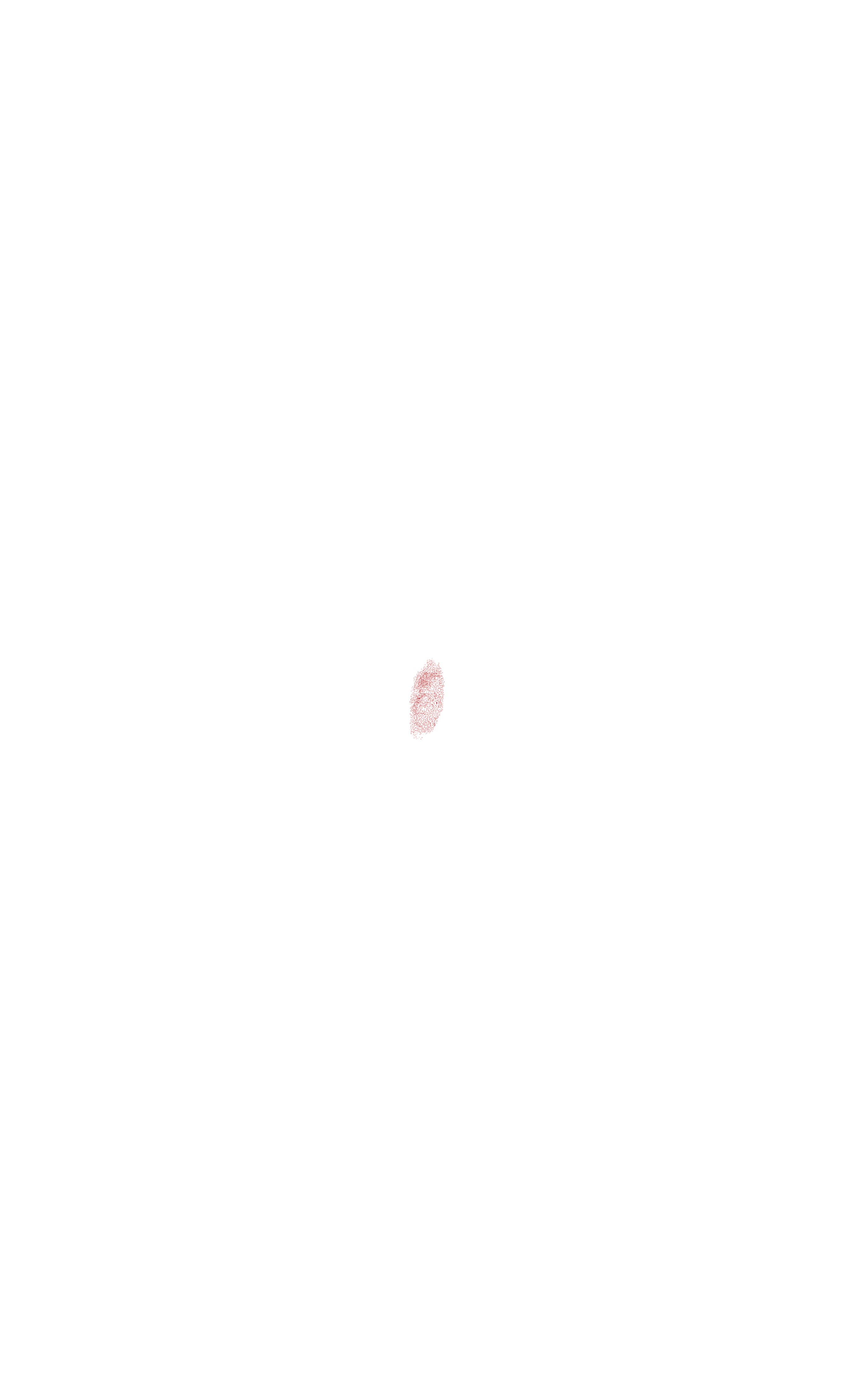 tangential section through surface ectoderm
