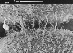 Intercellular cleft between two blastomeres of an 8-cell embryo