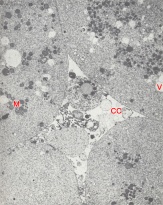 Central cavity of an 8-cell embryo